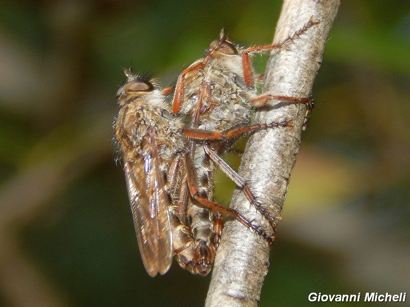 Dittero da ID (Tabanidae?)